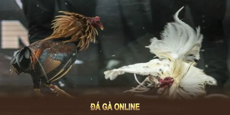 Bí Quyết Chơi Đá Gà GA28 Tại K8CC Dễ Thắng Cho Người Mới